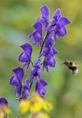 Eisenhut Blauer Ederkopf